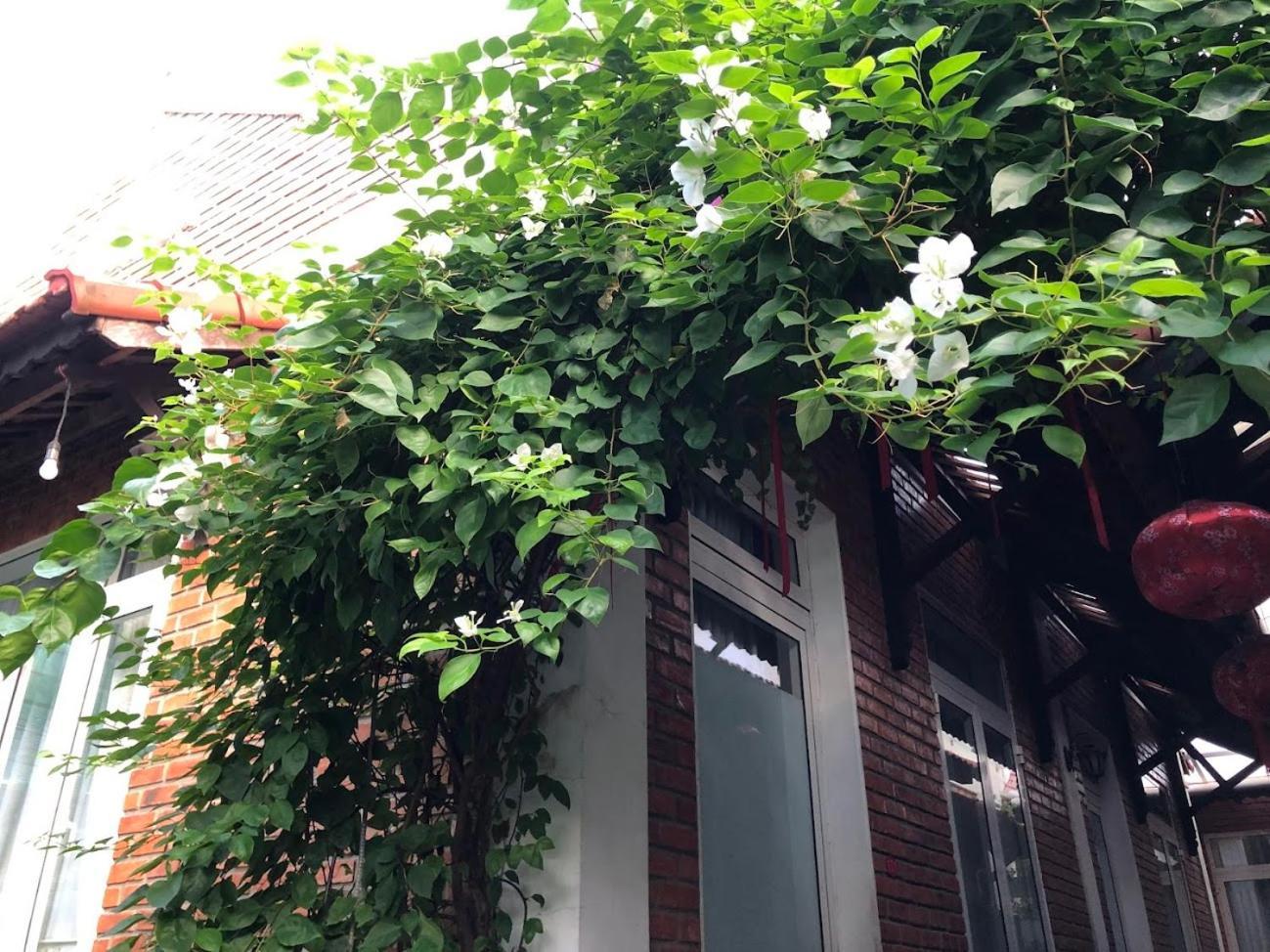 Q'Tropical Garden Homestay Hue Dış mekan fotoğraf
